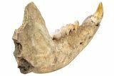 Fossil Cave Bear (Ursus spelaeus) Lower Jaw - Romania #240197-4